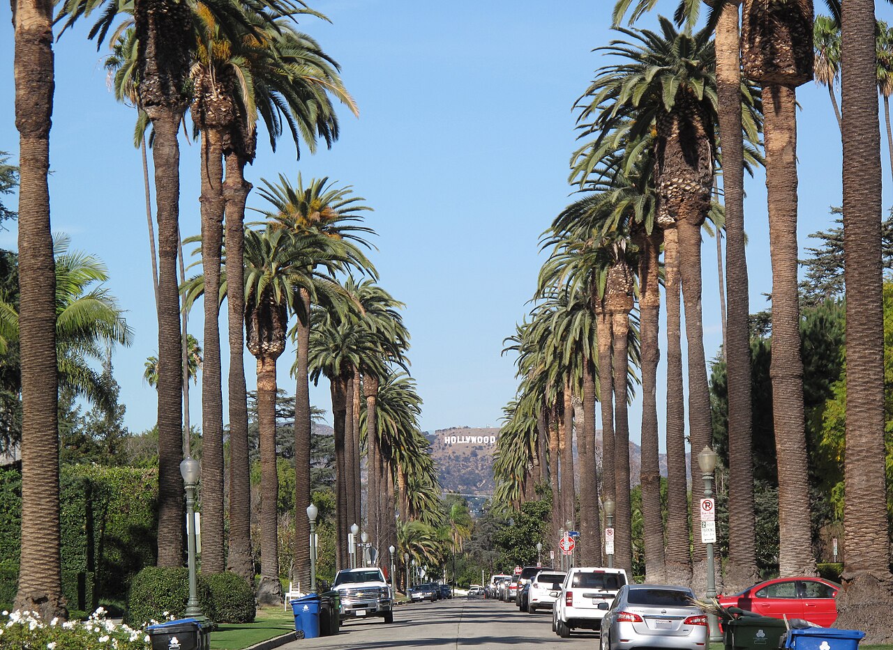 Palm trees along a Los Angeles boulevard